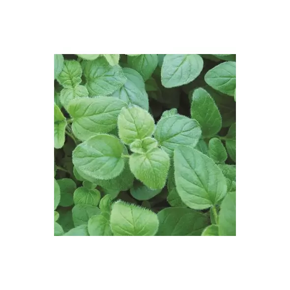 Oregano, Greek 1/4 oz