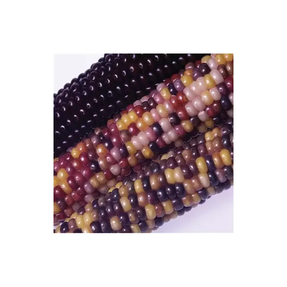 Corn, Fiesta Hybrid - 50lb