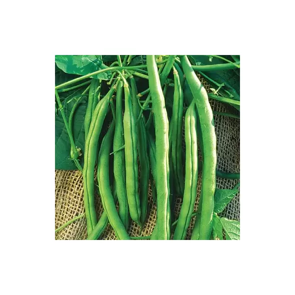 Beans, Kentucky Wonder Bush 125 Treated - 1/2lb