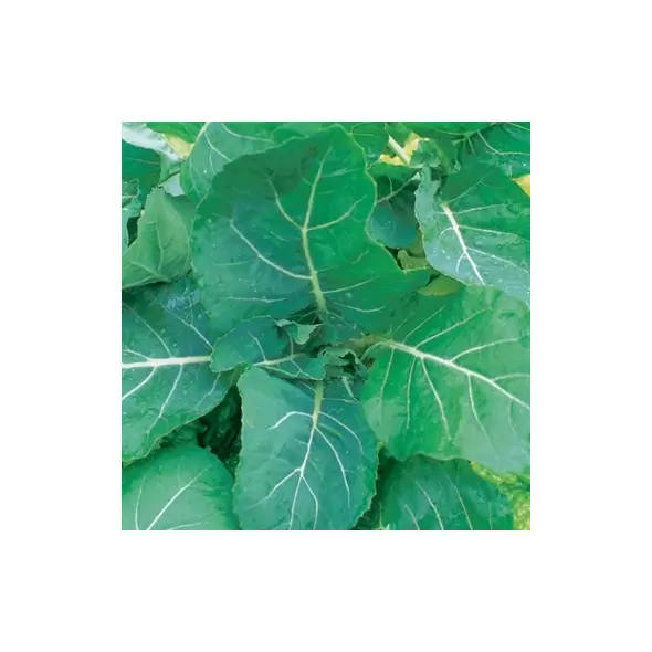Collards, Georgia - 4oz