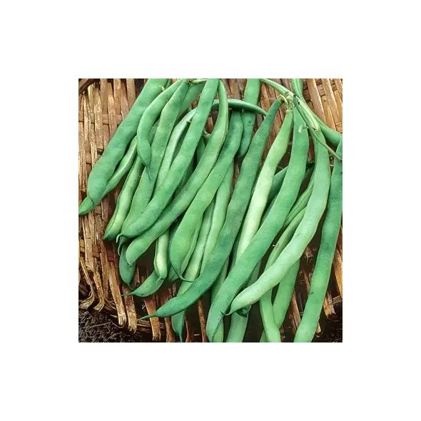 Beans, Kentucky Wonder Brown Pole - 1lb