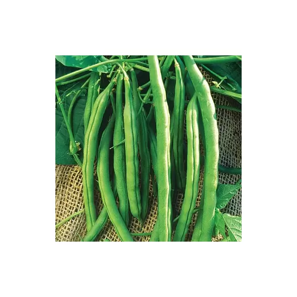 Beans, White McCaslan Pole - 1/2lb