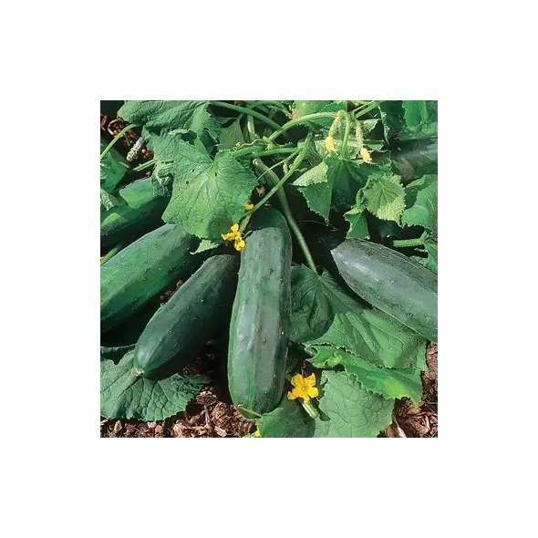 CUCUMBER, BUSH CROP 1 LB EACH