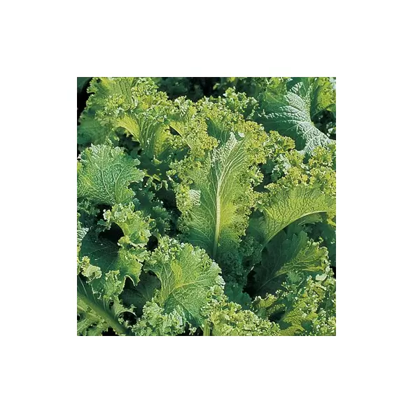Mustard, Southern Giant Curled - 1/2oz