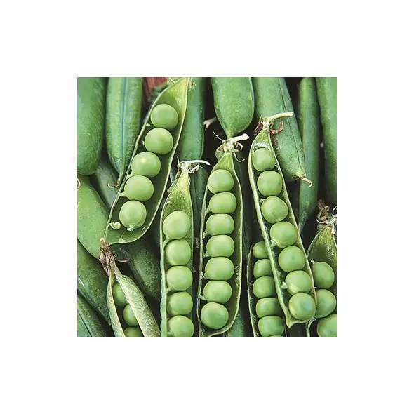 PEAS, EARLY FROSTY - 1LB EACH