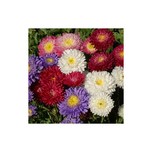 ASTER, POWDERPUFF 1/4 OZ. EACH