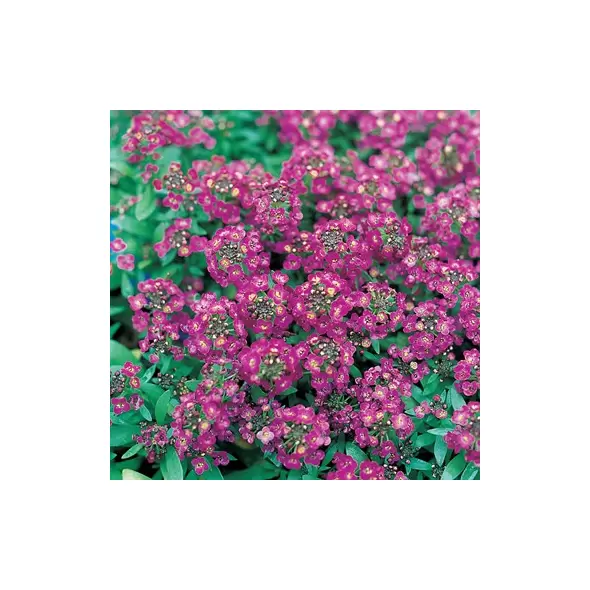 ALYSSUM, ROYAL CARPET - 1/8 OZ EACH