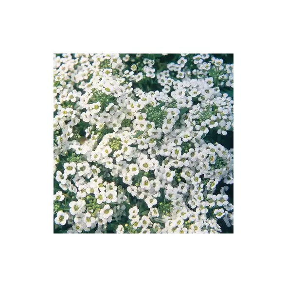 ALYSSUM, CARPET OF SNOW-1/4 OZ EACH