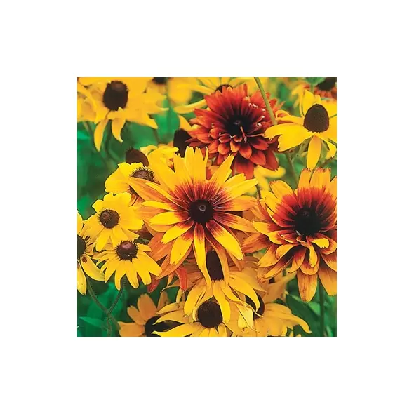 DAISY, RUDBECKIA HIRTA-1/16 OZ EACH