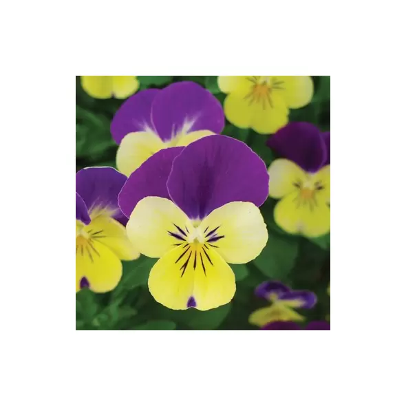 VIOLA, JOHNNY JUMP-UP 1/4 OZ EACH