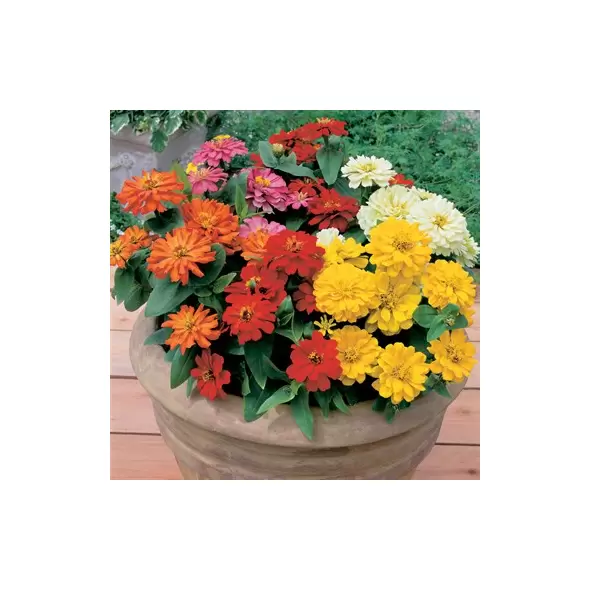 ZINNIA, SHORT STUFF MIXTURE 1000/PKT