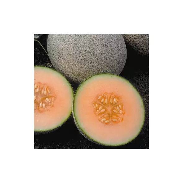 Cantaloupe , Ambrosia Hyb - 500 Sd Ct