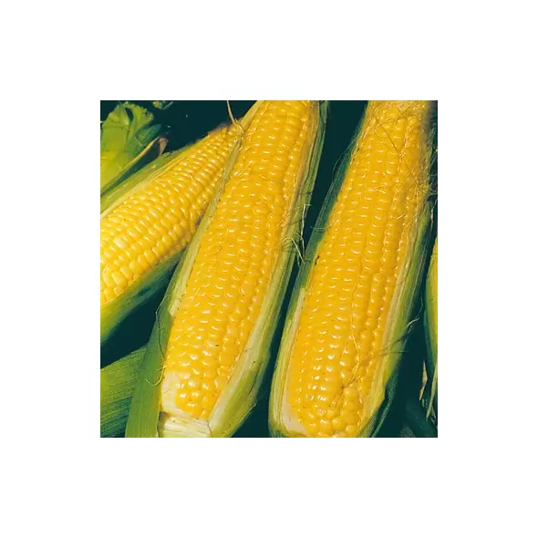 Corn, NK 199 - 1/2lb