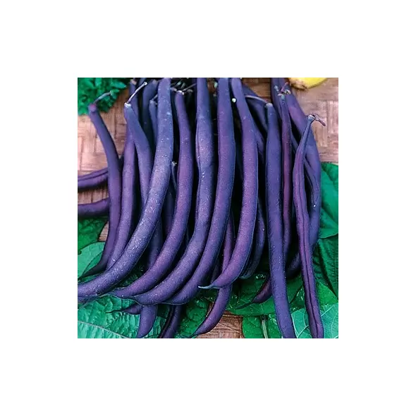 Beans, Royal Burgundy Bush - 50lb