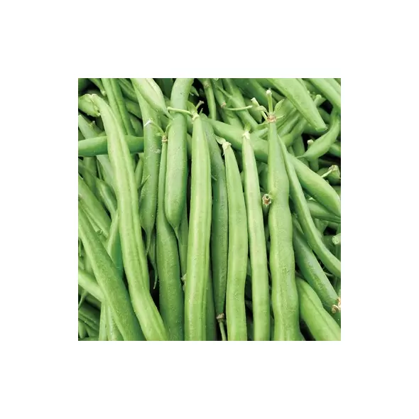 BEANS, BLK PROVIDER 1/2