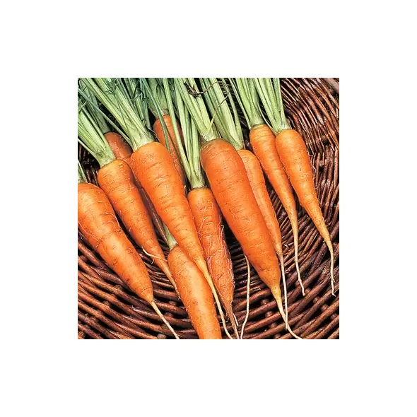 Carrot, Chantenay - 1lb