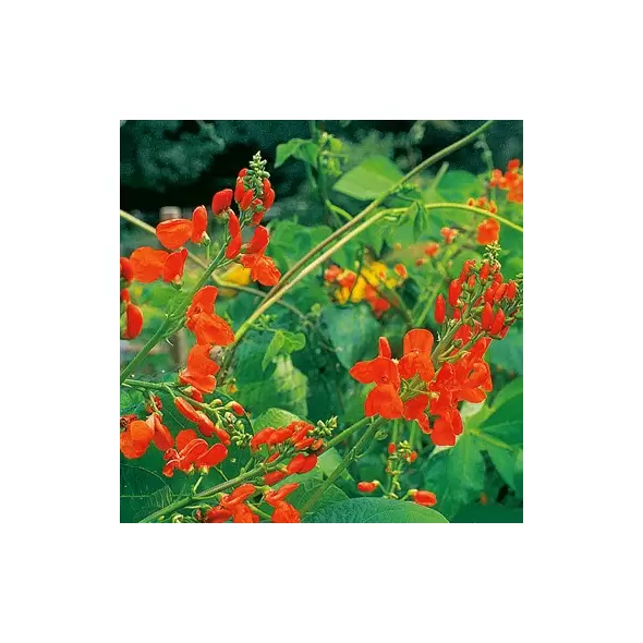 Beans, Scarlet Runner Pole - 50lb