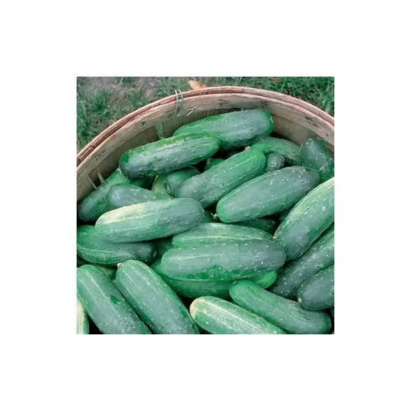 CUCUMBER, IM LONG GREEN 1/2 OZ EACH