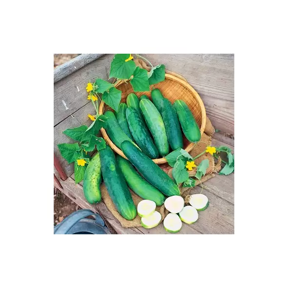 CUCUMBER, POINSETT 76 1/2 OZ EACH