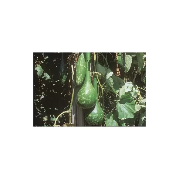 Gourds, Dipper Long Handle - 1/2lb