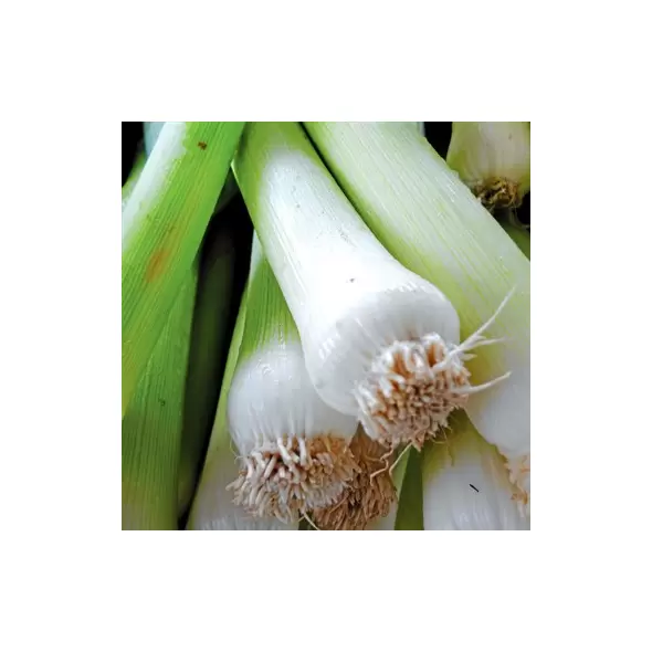 Leek, American Flag - 1/2oz