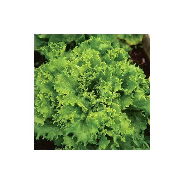 LETTUCE, GRAND RAPIDS-1/2 OZ EACH