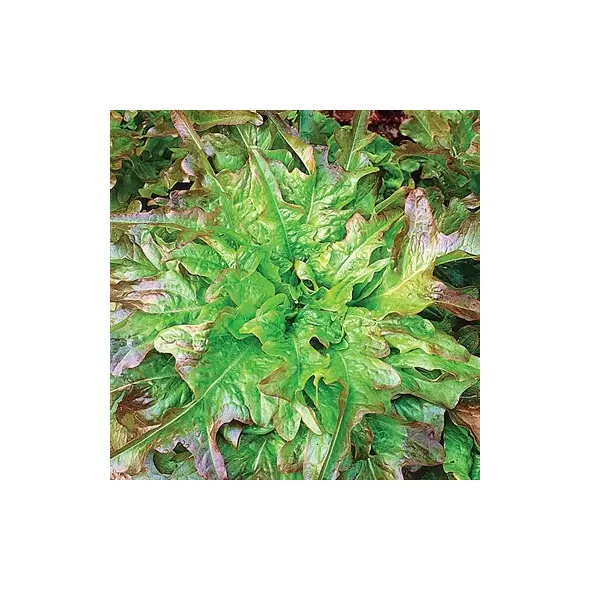 LETTUCE, OAKLEAF - 1/2 OZ EACH
