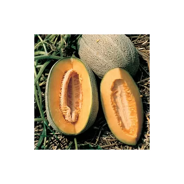Cantaloupe , Hales Best Jumbo - 1/2lb