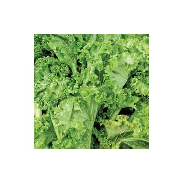 Mustard, Old Fashion - 1lb