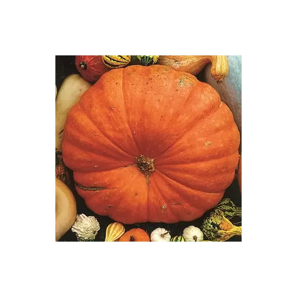Pumpkin, Big Max - 1/2oz