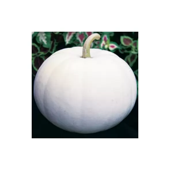 Pumpkin, Lumina White - 1/2lb