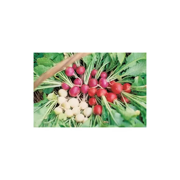 Radish, Easter Egg - 1/2oz