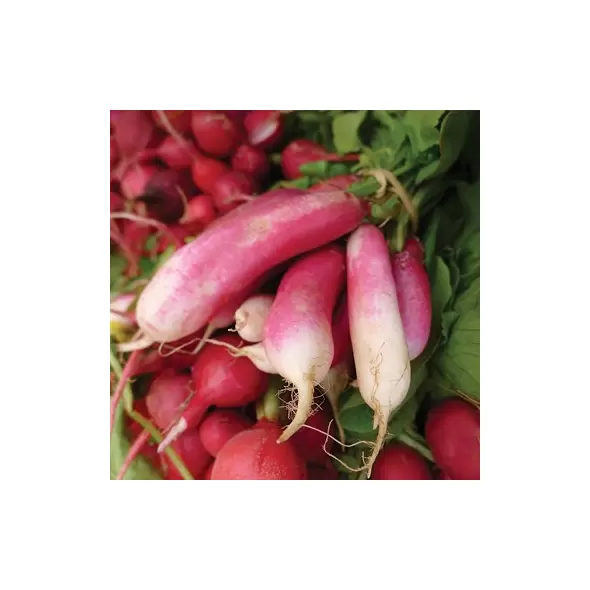 Radish, French Breakfast - 1lb