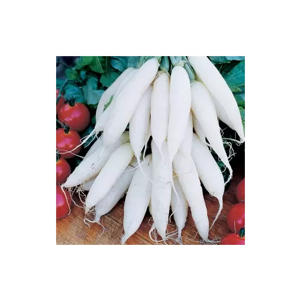 Radish, Long White Icicle - 1/2oz