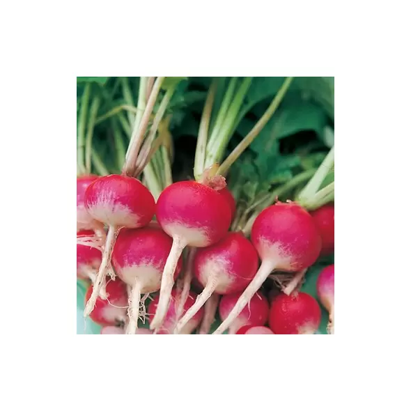 Radish, Sparkler White Tip - 1lb