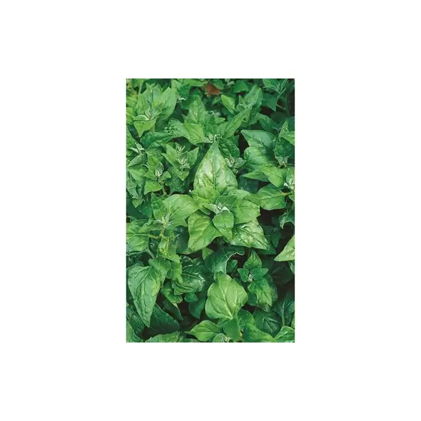 Spinach, New Zealand - 1/2oz