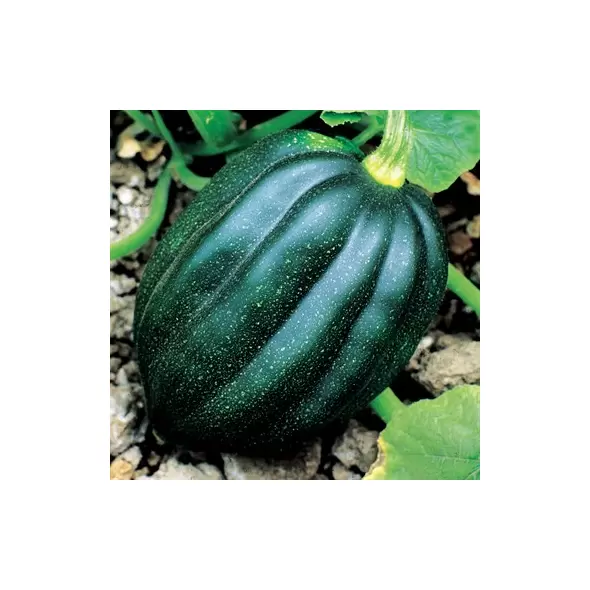 Squash, Table Queen Acorn - 1/2oz