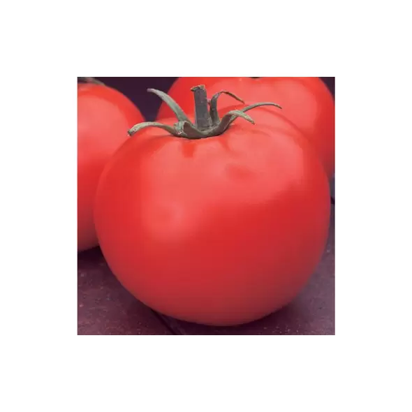 Tomato, Celebrity Untreated - 1,000 Sd Ct