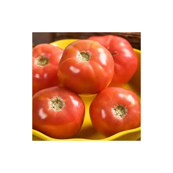 Tomato, Pink Girl Untreated - 5,000 Sd Ct