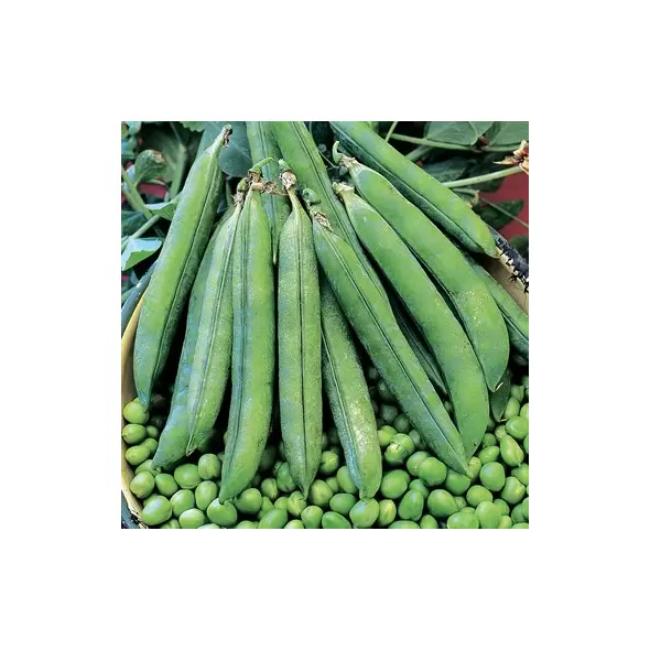 Peas, Laxton Progress