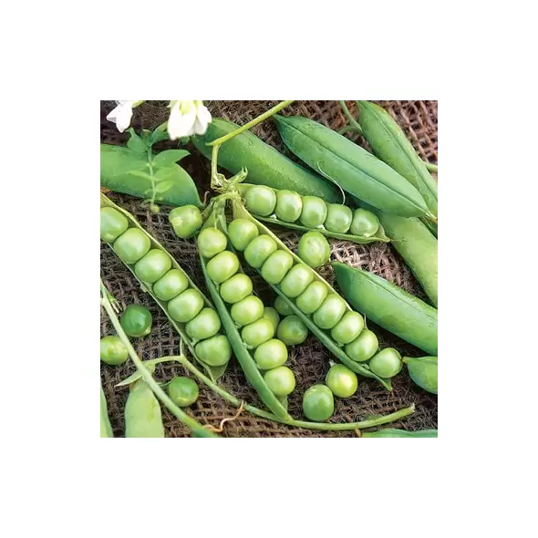 Peas, Little Marvel 1/2