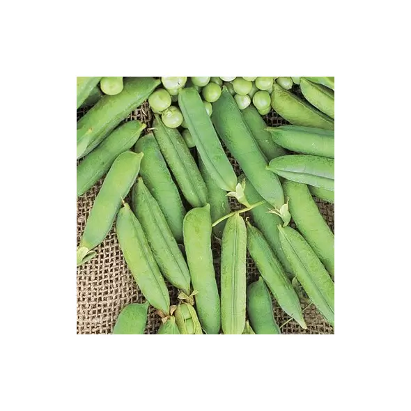 Peas, Maestro Treated - 25lb