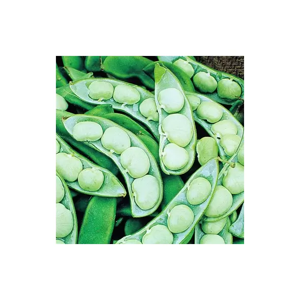 Limas, Green Seeded Henderson 25
