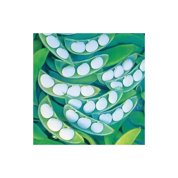 LIMAS, WHITE HENDERSON - 1/2