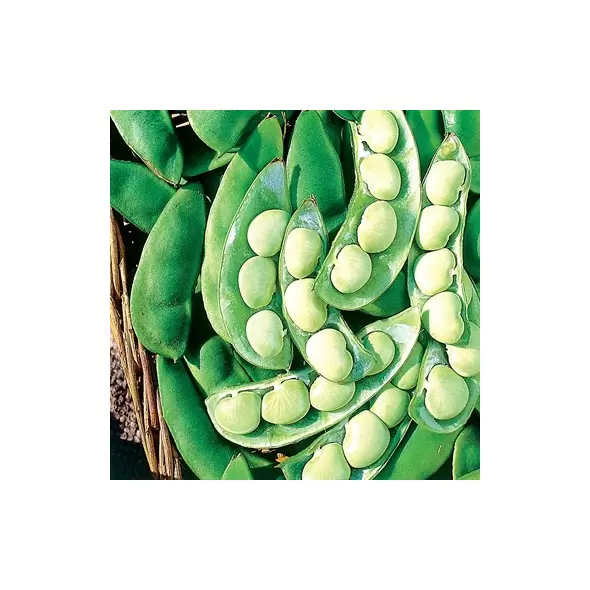 LIMAS, THOROGREEN - TREATED 50