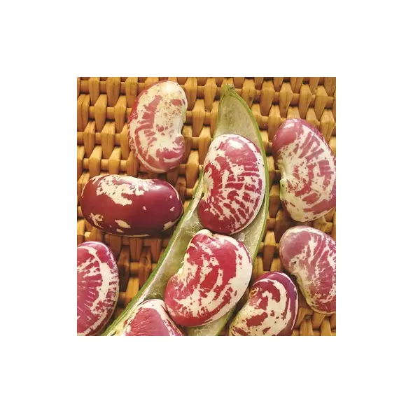 Limas, Giant Calico Pole - 1/2lb