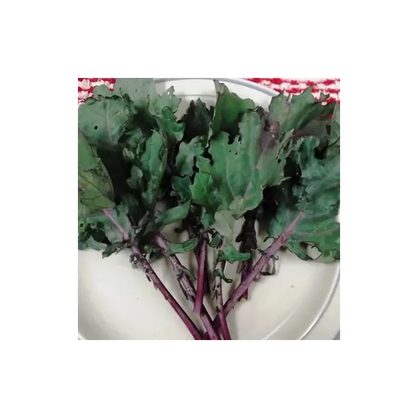 Kale, Red Russian - 1lb