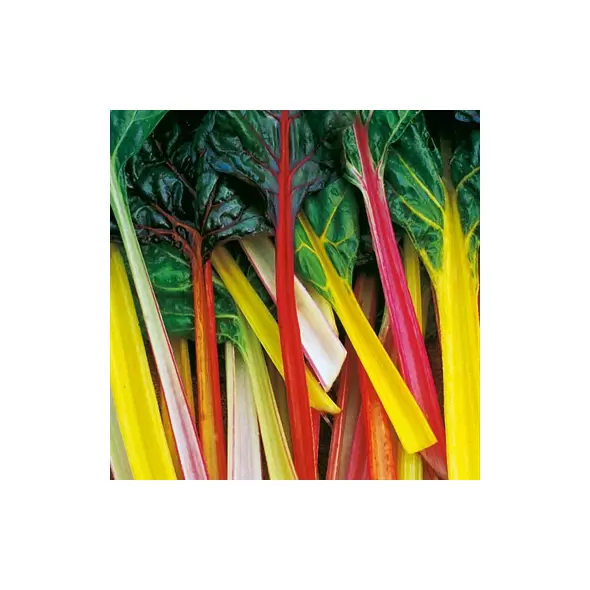 Swiss Chard, Northern Lights - 1/2lb
