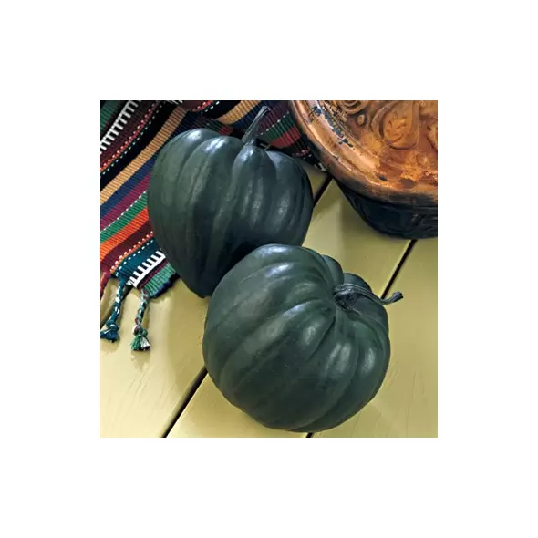 Squash, Taybelle Hybrid 1,000 Seed