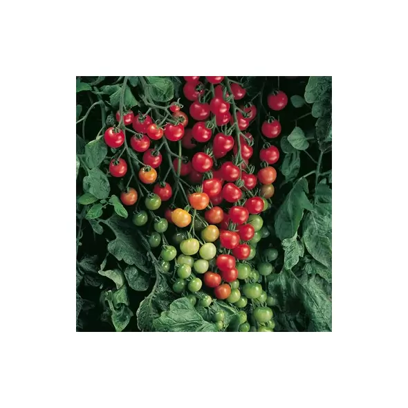 Tomato, Super Sweet 100 - 1,000 Seed Count